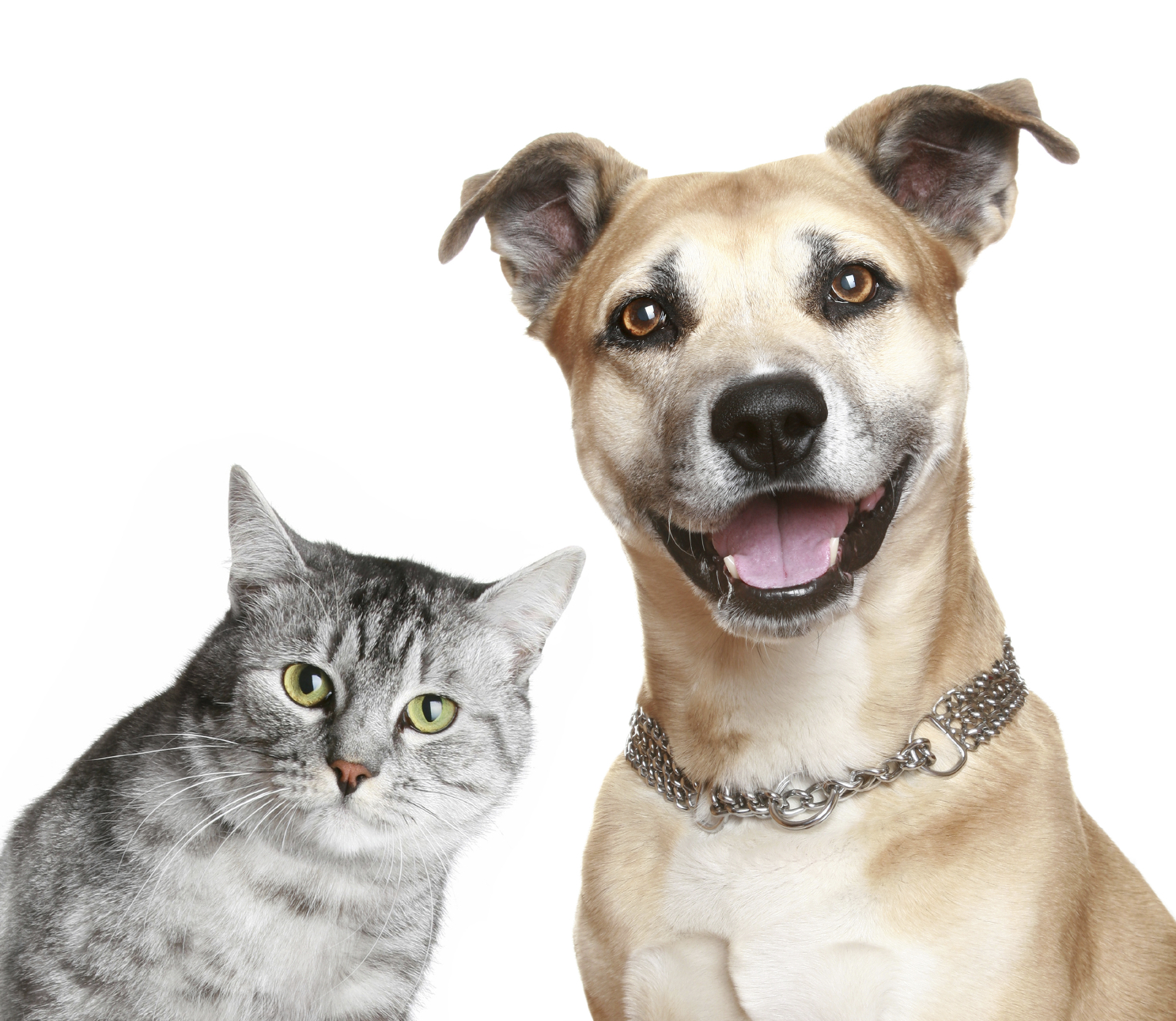cat and-dog